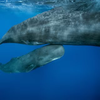 Le bébé cachalot en train de nager avec sa mère. © Brian J. Skerry, National Geographic